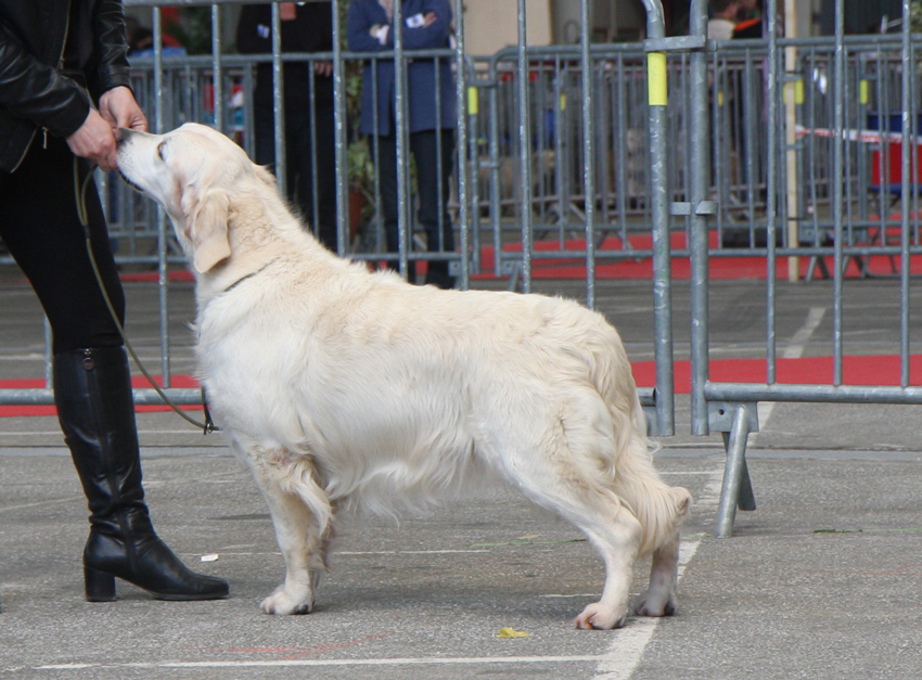 Résultats d'expositions de Blue Moon du Domaine des Rives de l'Erdre